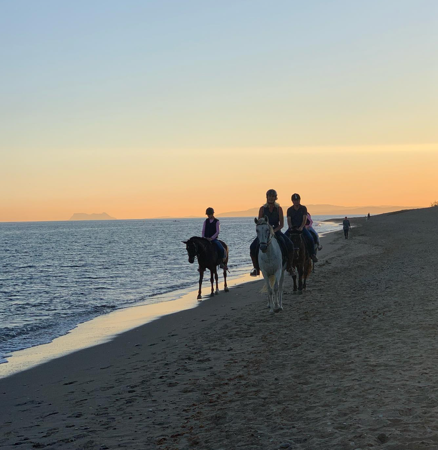 Marbella Horses