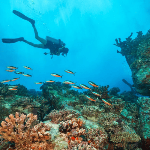 Diving Into the Blue