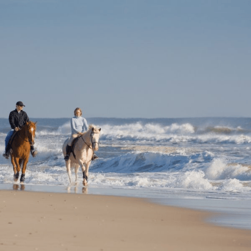 Marbella Horses